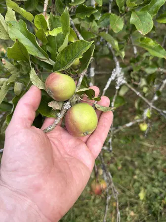 Foto treephoto-ntj9vcqymteki96uc7fybg27.jpeg