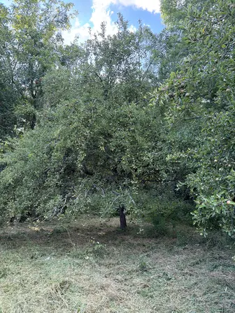 Foto treephoto-px44gitlzz6n3er1hqjuypyv.jpeg