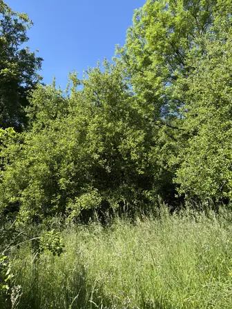 Foto treephoto-qp6pkilvgpvmrqsz3oi8px4l.jpeg