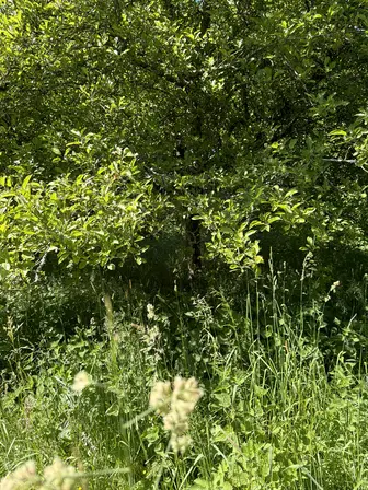 Foto treephoto-s7mugoynm97nqbarqbzi1y8b.jpeg