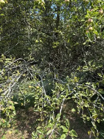 Foto treephoto-ukzokcq68uidtyzji7rb8mgs.jpeg
