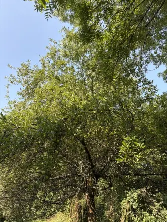 Foto treephoto-yao0iz0iepo3s9ppyth4qata.jpeg
