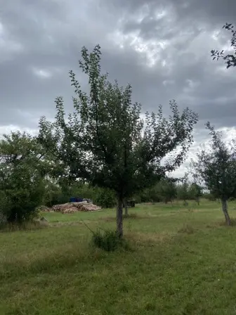 Foto treephoto-faklojbyes90ume6vvrzfw9e.jpeg
