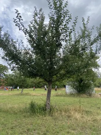 Foto treephoto-jl0xoawyjvqhby4kiclzb2l2.jpeg
