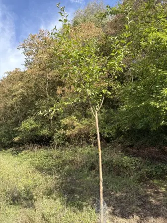 Foto treephoto-o0v7eule35aw8ru64vkney7j.jpeg
