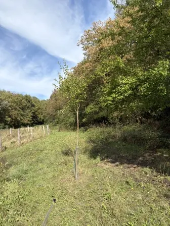 Foto treephoto-pf3zs8yxv5bdda3yqvfgvs5i.jpeg