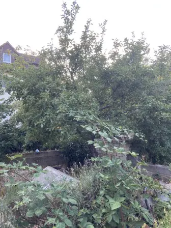 Foto treephoto-u4ujdvenf5bwrjlh3gykd2fz.jpeg