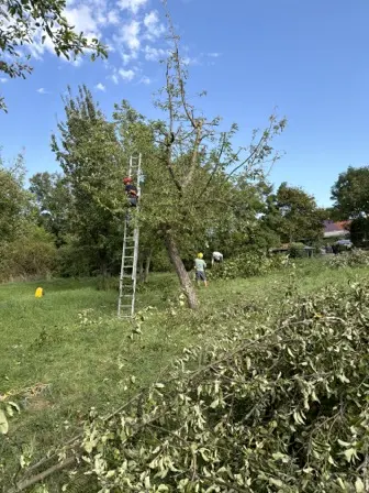 Foto treephoto-jk3wq6ugcaqymwx0vm7nzc7w.jpeg