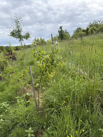 Foto treephoto-xpgze3npqcn6g1ywo8r8p7zd.jpeg