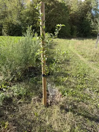 Foto treephoto-f5ktypgf1cig1zzzc8c1wva6.jpeg
