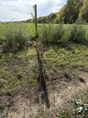Foto treephoto-jupzncpwmxjrxr7pabh1zqlo.jpeg