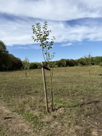 Foto treephoto-kpyonwvlg90vjxzlyw3jq34o.jpeg
