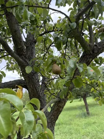 Foto treephoto-ioq2t4s9owkyrijy1wly33d3.jpeg