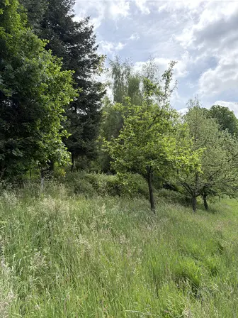 Foto treephoto-hfu0ofekxoafop1lo4ib13bt.jpeg