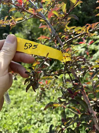 Foto treephoto-kal42q6dug4qcd1i1yf13eqq.jpeg