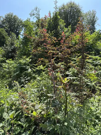 Foto treephoto-w0pjohngsilj7z5kqbfbnb3l.jpeg