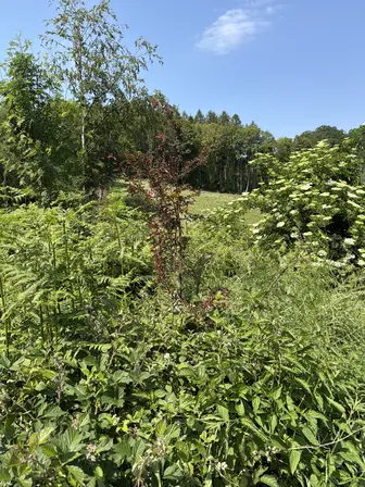 Foto treephoto-ylv0rupftlppzh1nv8qulk3q.jpeg