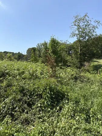 Foto treephoto-yvesm0vx3pefme0zqnvusdzr.jpeg