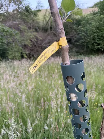 Foto treephoto-a10qjogpekt7hc6r00v5rryy.jpeg
