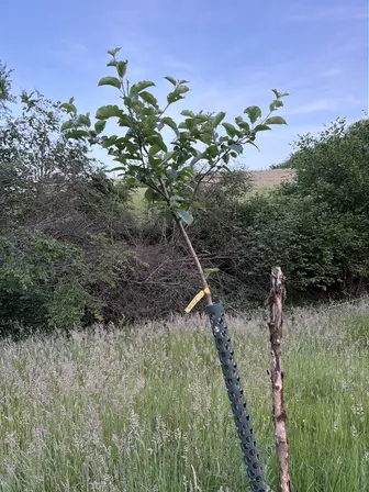 Foto treephoto-ydb1b645ir6axf81798qo6um.jpeg