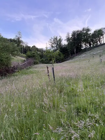 Foto treephoto-z0fqqo5o1smv7gvda4khug62.jpeg