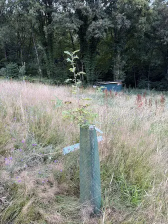 Foto treephoto-dkskxsfsk5zkimkf3eu9pby3.jpeg