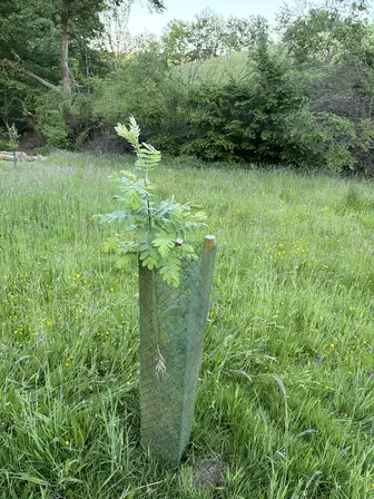 Foto treephoto-eew0tsynl8ap2jsipzt53e5v.jpeg