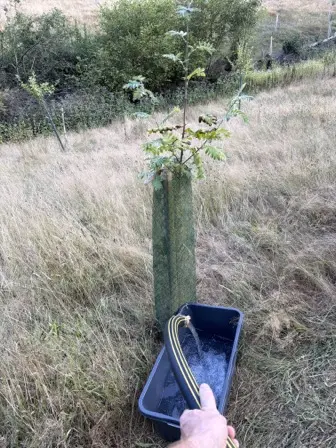 Foto treephoto-jjsncgk4btuk6tacyq5ex2tp.jpeg