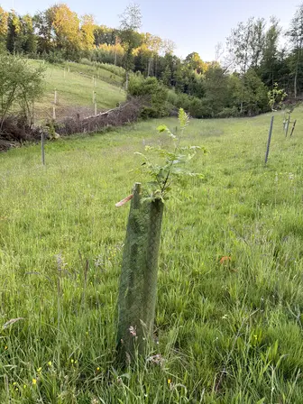 Foto treephoto-kroit75oc5hkmptraqbofx0e.jpeg