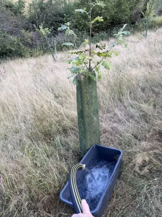 Foto treephoto-o23hyjubq4115mjppam4plak.jpeg