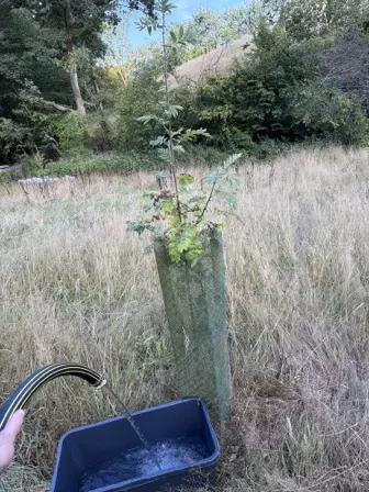 Foto treephoto-q30n0lvy9kauzpb0cwbfm9fk.jpeg
