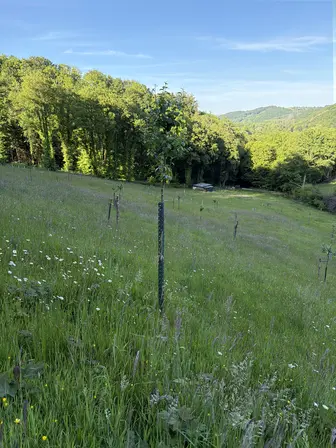 Foto treephoto-do9kru1pgmcxnunfkfc2z9zr.jpeg
