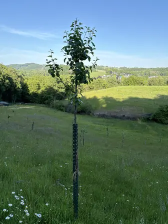 Foto treephoto-wee6d2348u4j8u9t2qz97vaq.jpeg