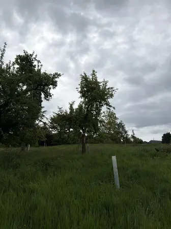 Foto treephoto-gvvt5fvx9h06msoa6y8m90mv.jpeg