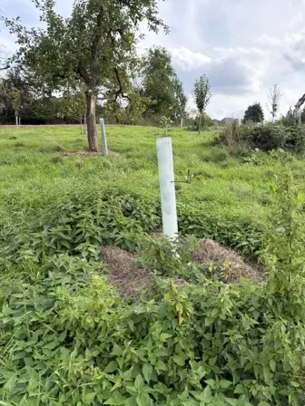 Foto treephoto-som1scifmxhmim5qs31r1usl.jpeg