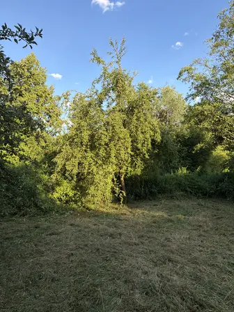 Foto treephoto-d1xsyso0dbbp8rq7szj7nu8h.jpeg