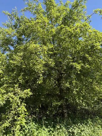 Foto treephoto-flwcw26cjkhu0io16ld7e2cw.jpeg