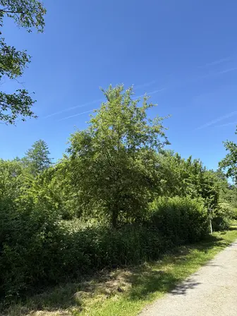 Foto treephoto-h1nwh0u1myruaj4jcj1s0y2d.jpeg
