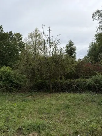 Foto treephoto-igbhdyfx3j253zwbr85h7yyx.jpeg