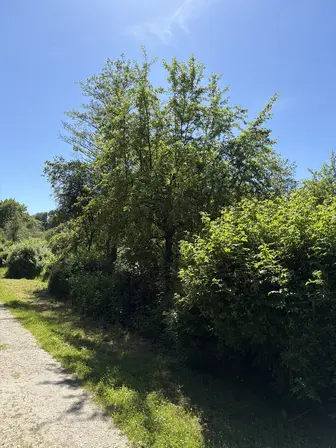 Foto treephoto-mfpbi4xwhvaainh6uidt4s53.jpeg