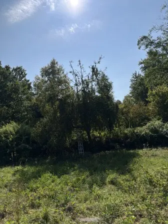 Foto treephoto-o51r4jag6kaumqw20fdlsc4i.jpeg