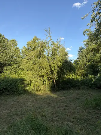 Foto treephoto-oab6tvz2ftpg19phynd8rqag.jpeg
