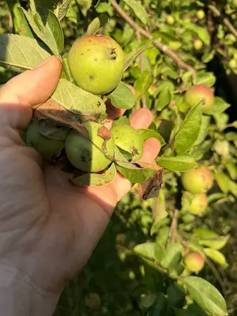 Foto treephoto-pd2u0yzdnszoivt37n5b2e1y.jpeg