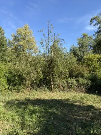 Foto treephoto-qa9bmbmazznmr248u8h1k3ys.jpeg