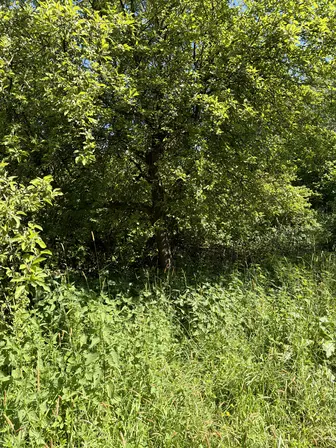 Foto treephoto-wolfu6oy1kq2dxhw72d8j5e1.jpeg