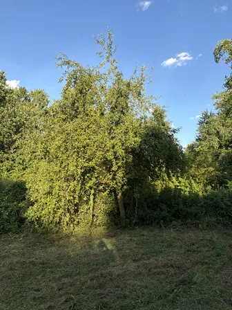Foto treephoto-zrerz83foquenkwcsa37rgre.jpeg