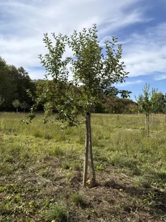 Foto treephoto-aqrojlrouy3c4upoipd76vql.jpeg