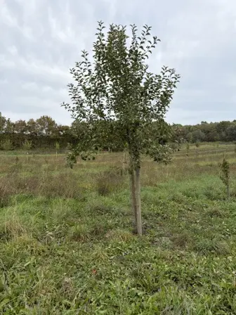 Foto treephoto-cn238uvurbbb6wv6up0hk03x.jpeg