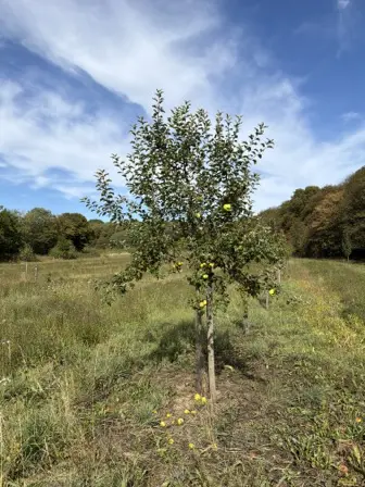 Foto treephoto-eqifwgndcesg3kdv64fkj0cb.jpeg