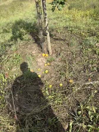 Foto treephoto-i0r2xntstz0ms7nbdsi69cpl.jpeg